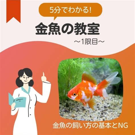 金魚金魚|【5分でわかる】金魚の飼い方 